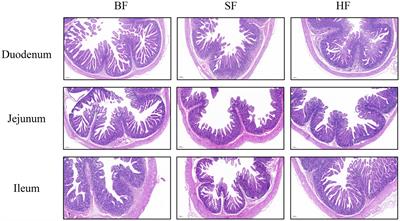 Hydrolyzed protein formula improves the nutritional tolerance by increasing intestinal development and altering cecal microbiota in low-birth-weight piglets